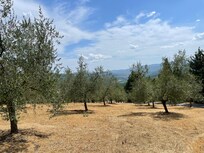 Garten mit sehr viele olivenbaume