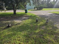 The Ducks