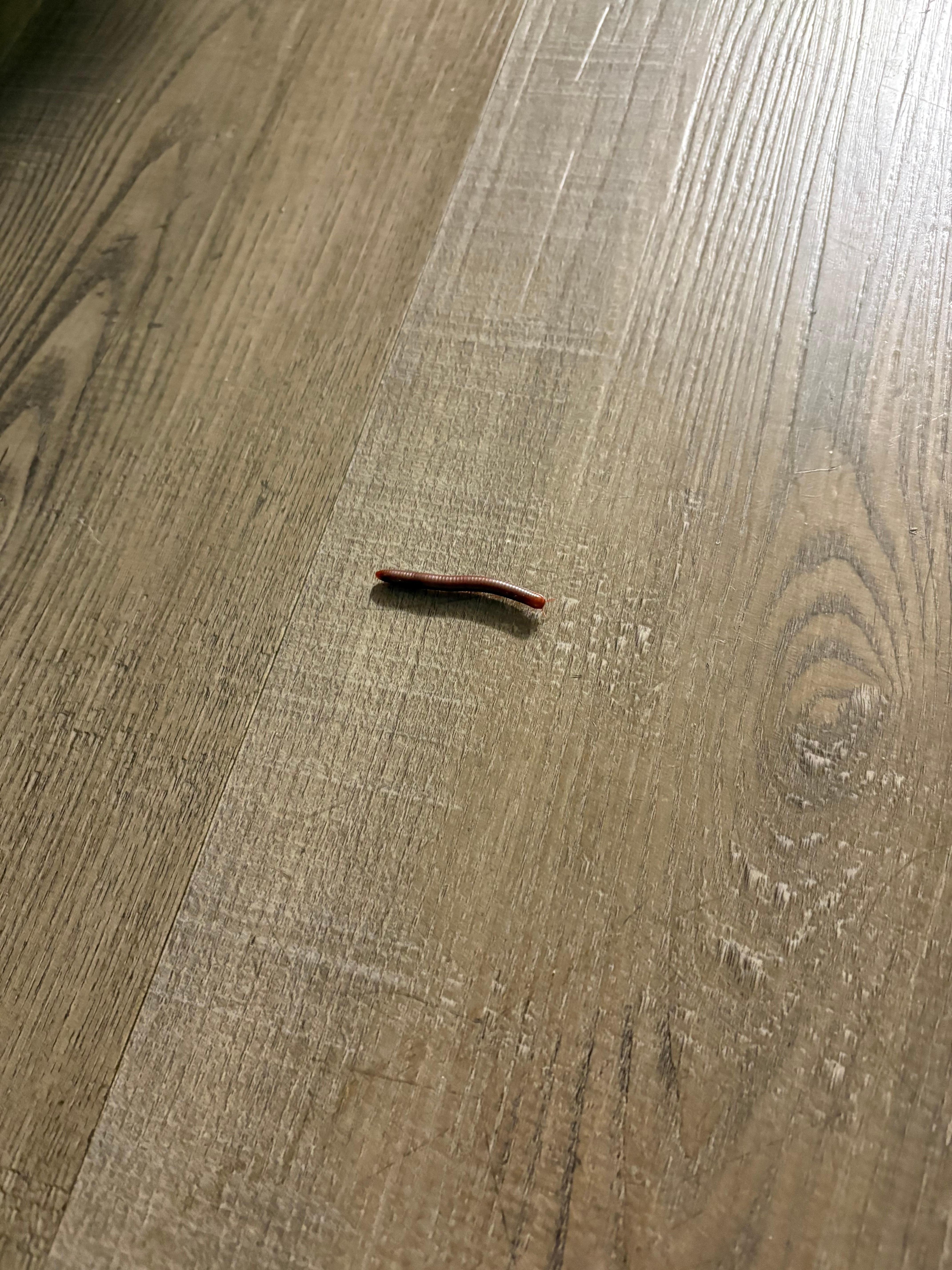 この虫は退治しても必ずどこからかやってくる
