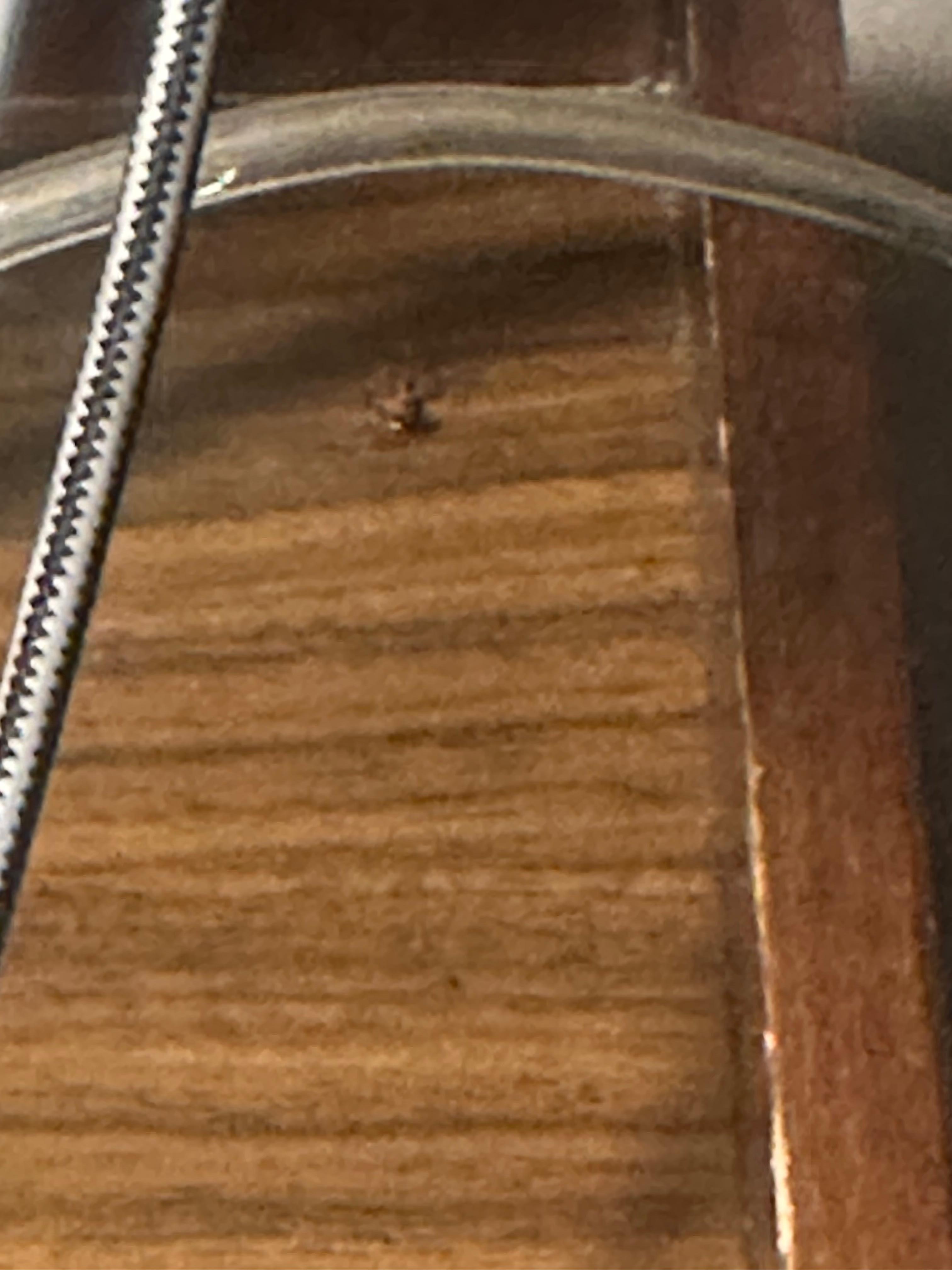 Roach from second room after they moved me