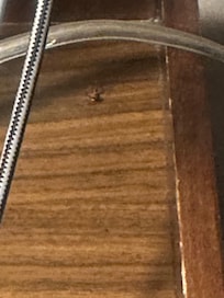 Roach from second room after they moved me