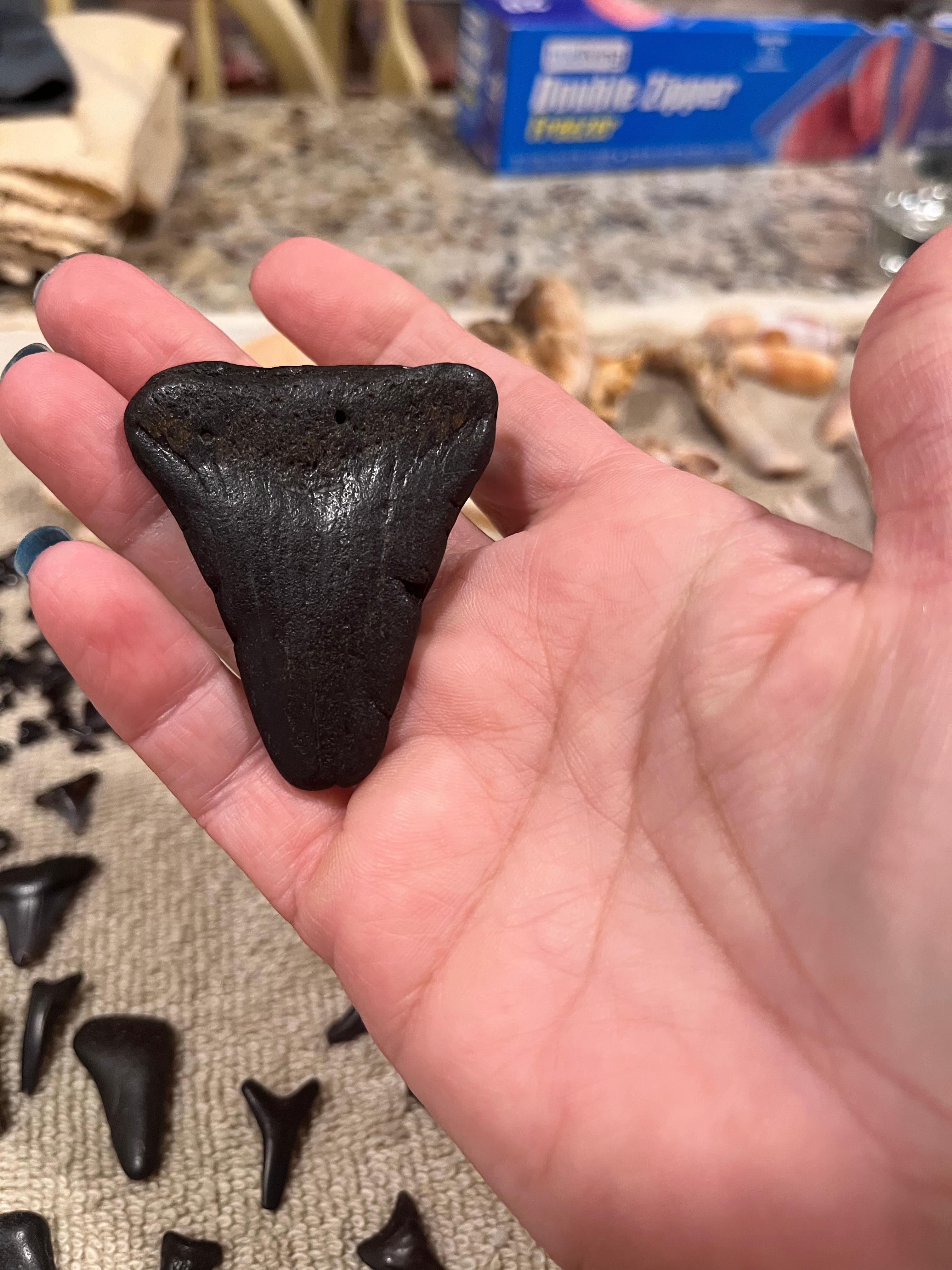 The biggest shark tooth we found 