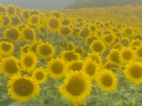 Sunflowers down the road