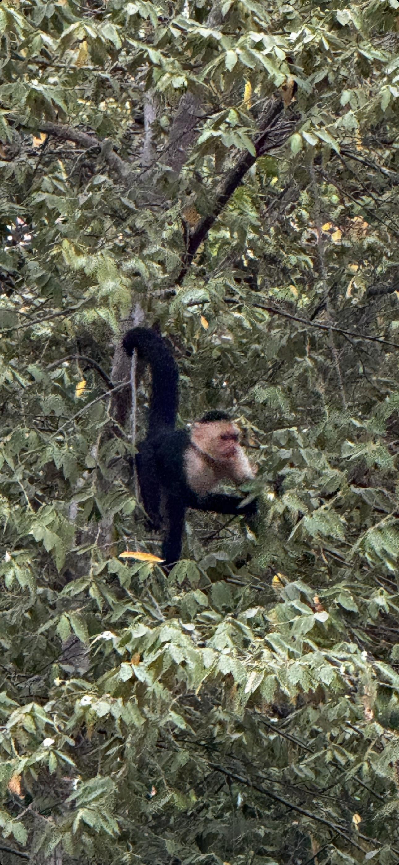 Dozens of monkeys in the backyard...a closeup of one.