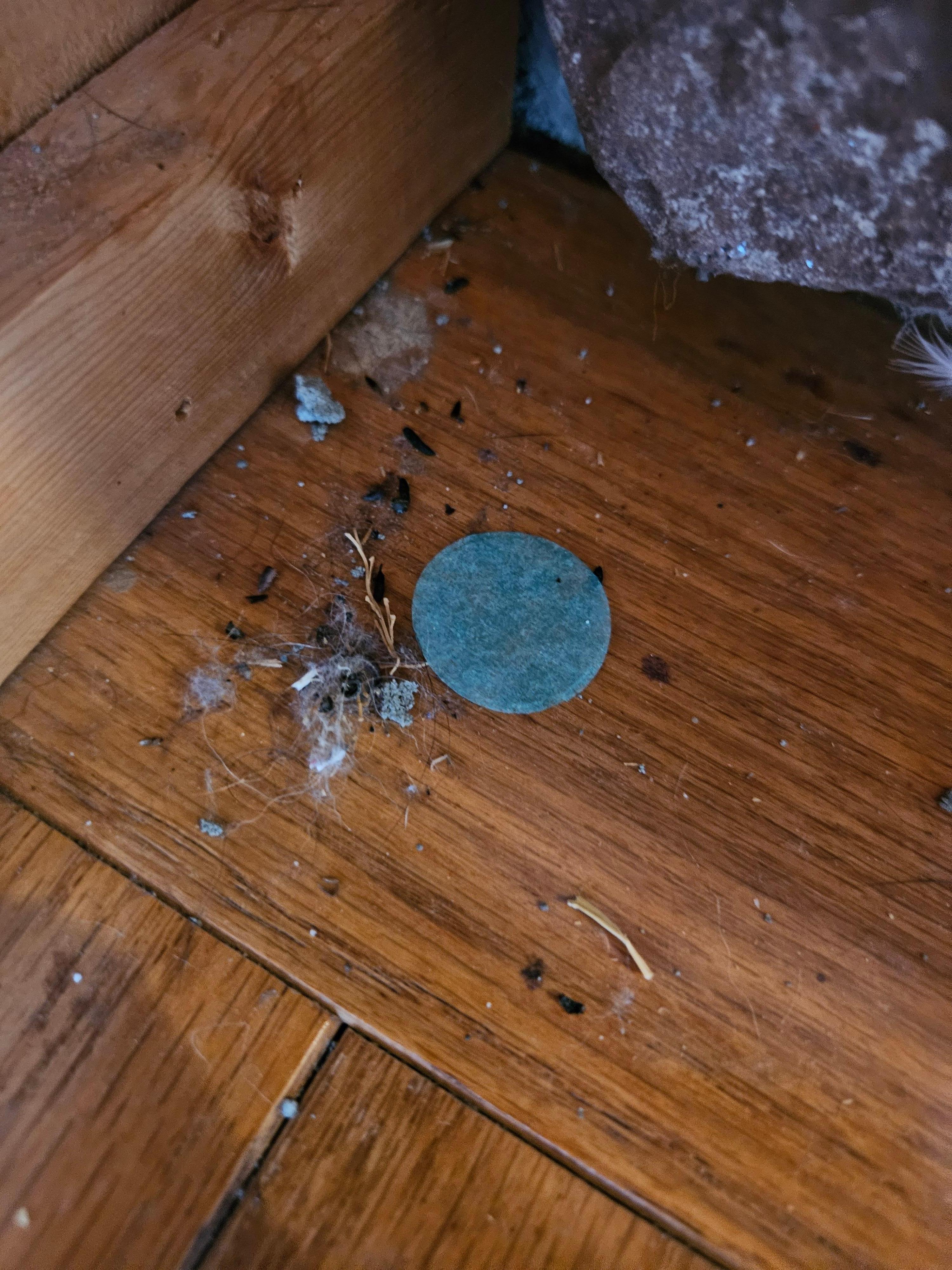 Day 1 Mice Feces and Nesting