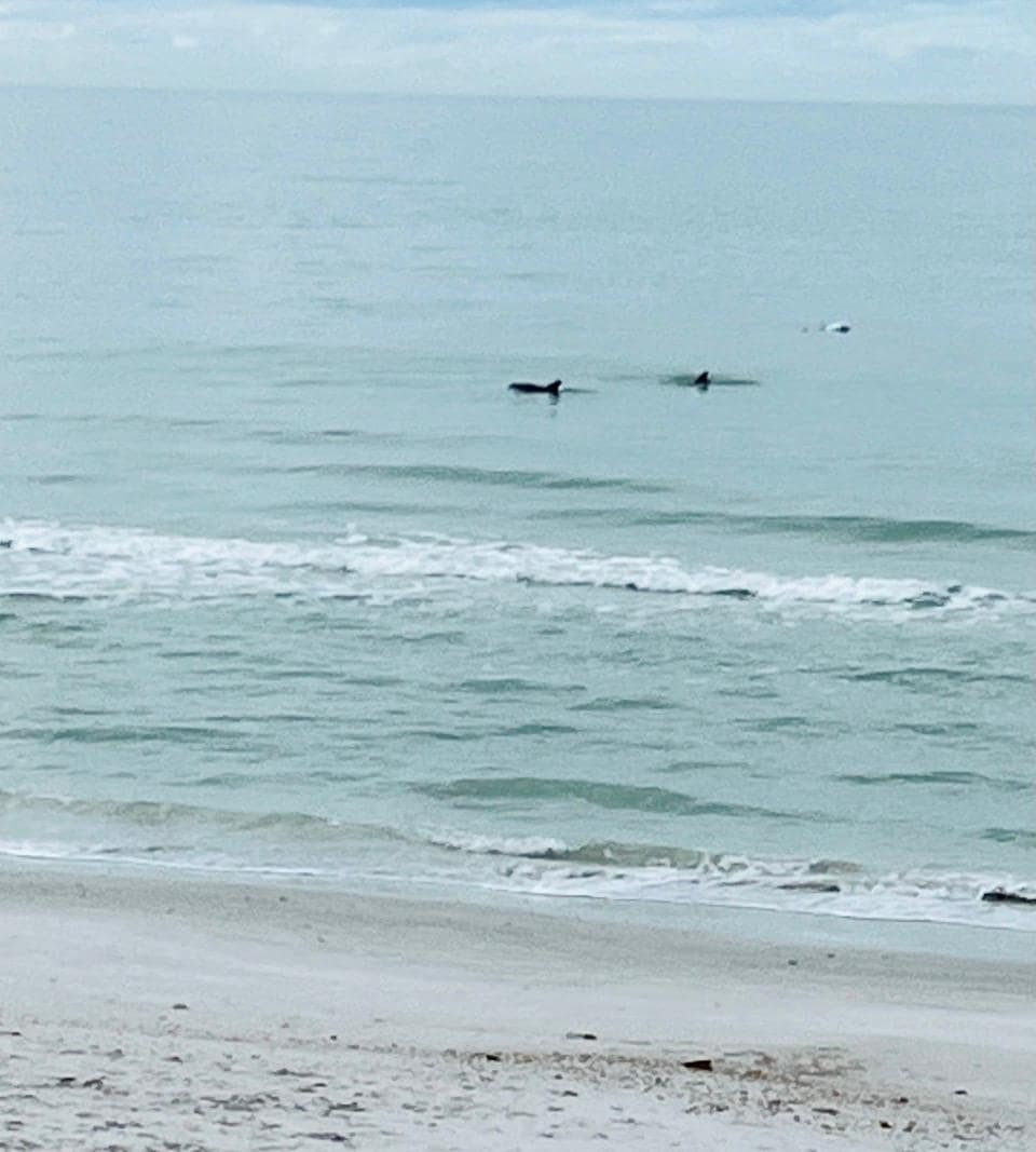 Don’t forget your binoculars! You can see dolphins all day.