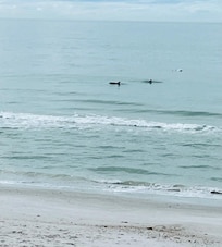 Don’t forget your binoculars! You can see dolphins all day.