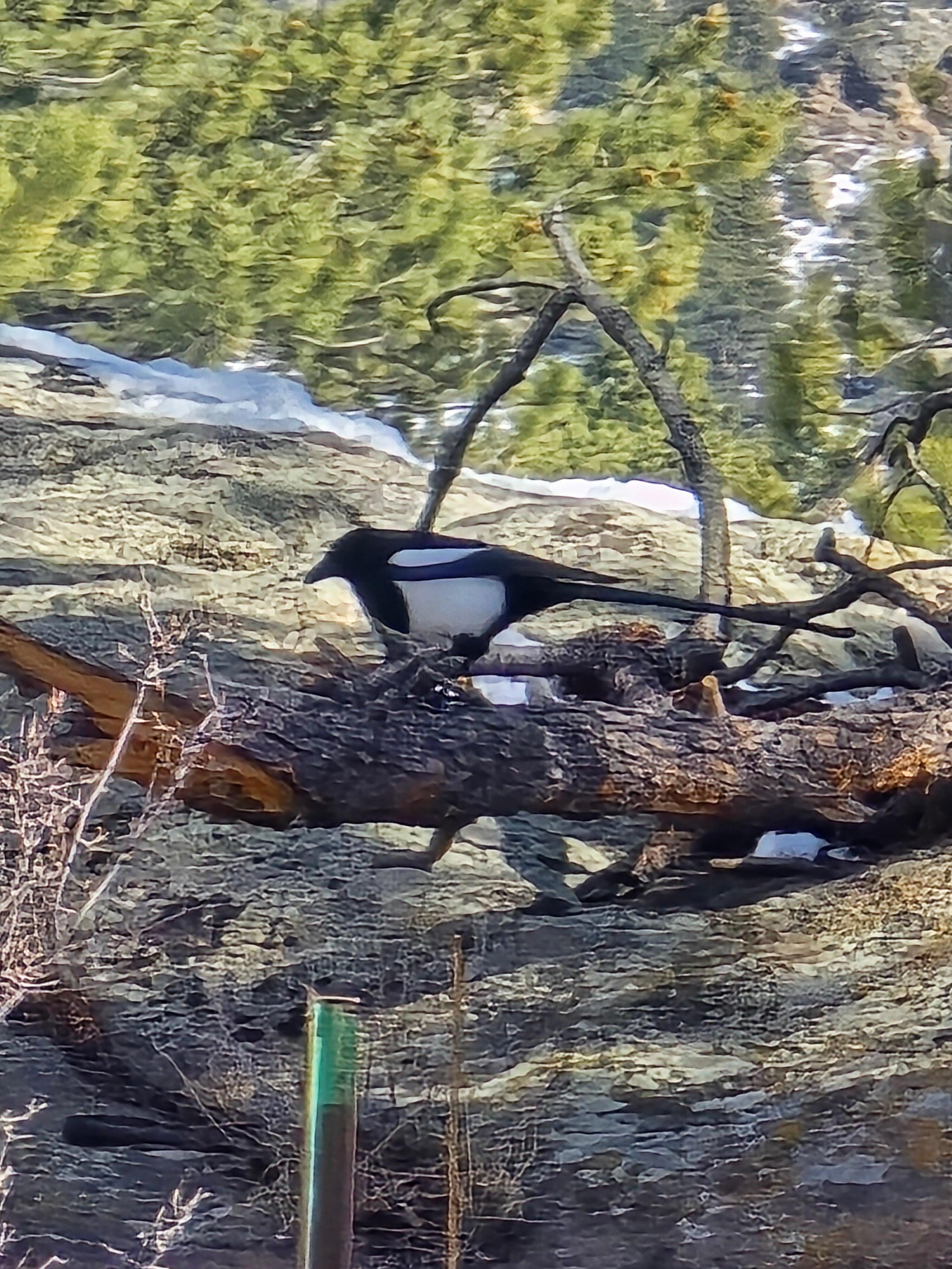Birds outside of the cabin