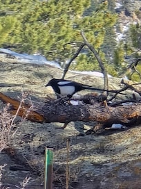 Birds outside of the cabin