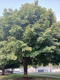 Beautiful tree at the Renton Library