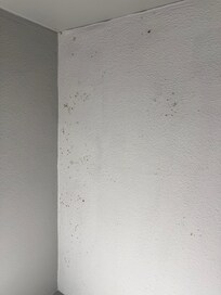 More mold. Roaches run to quick to snap a picture