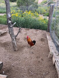 One of the roosters