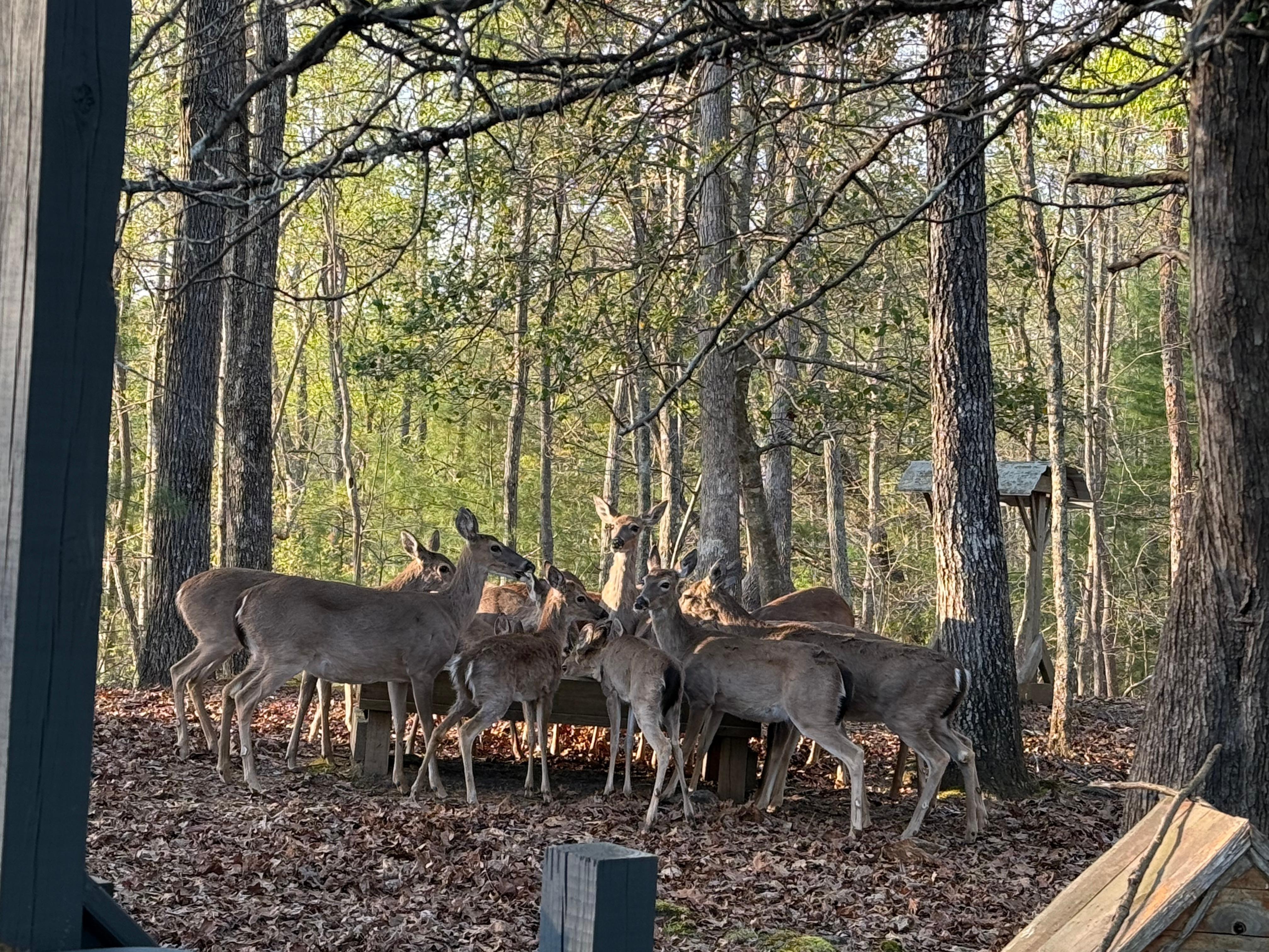 Fed deer every evening…had over 20.