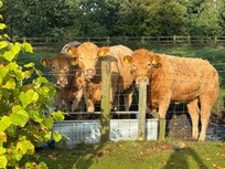 These wooly friends live an edge of property …