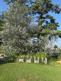 Nice group of trees
