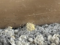 Mold spores