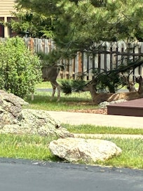 Deer resting under a tree.