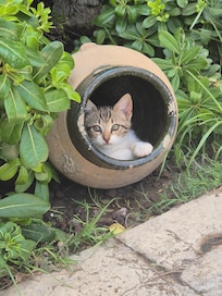 There were 5 kittens when we stayed.
