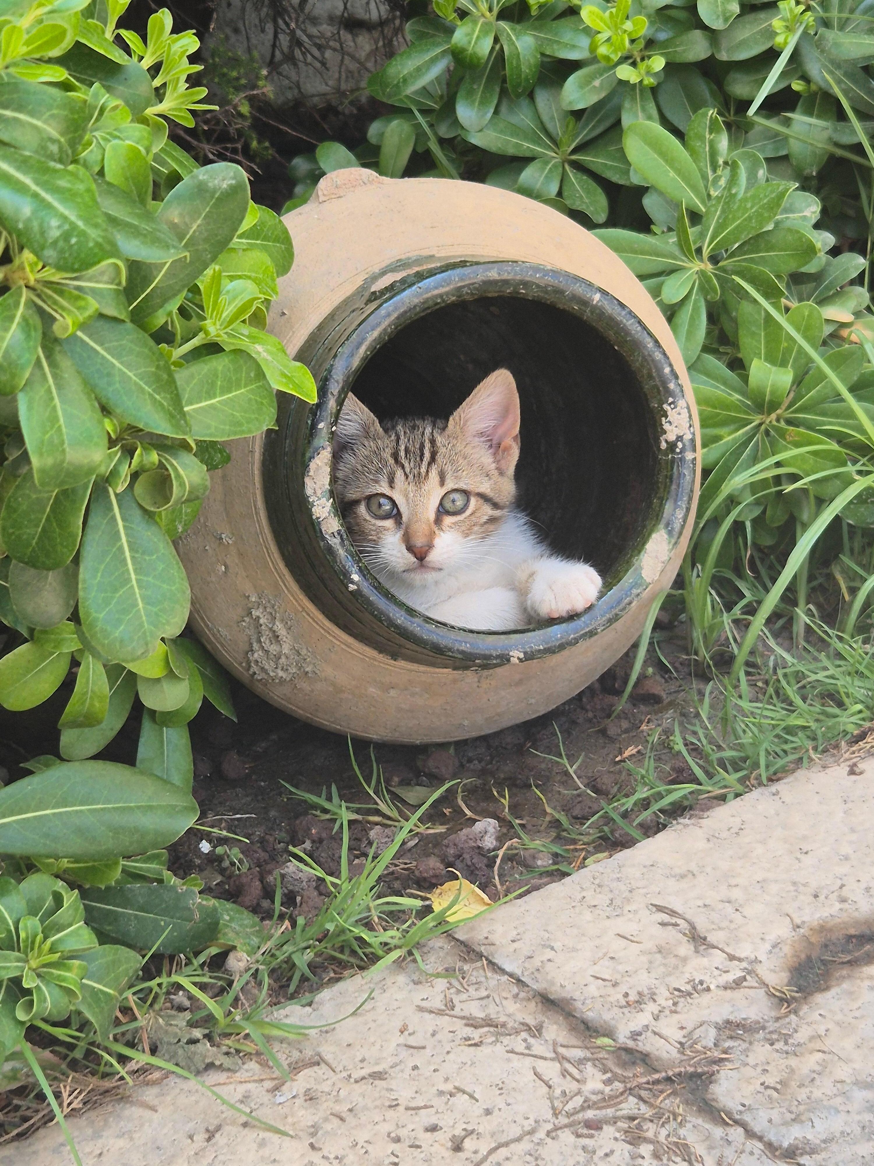 There were 5 kittens when we stayed.