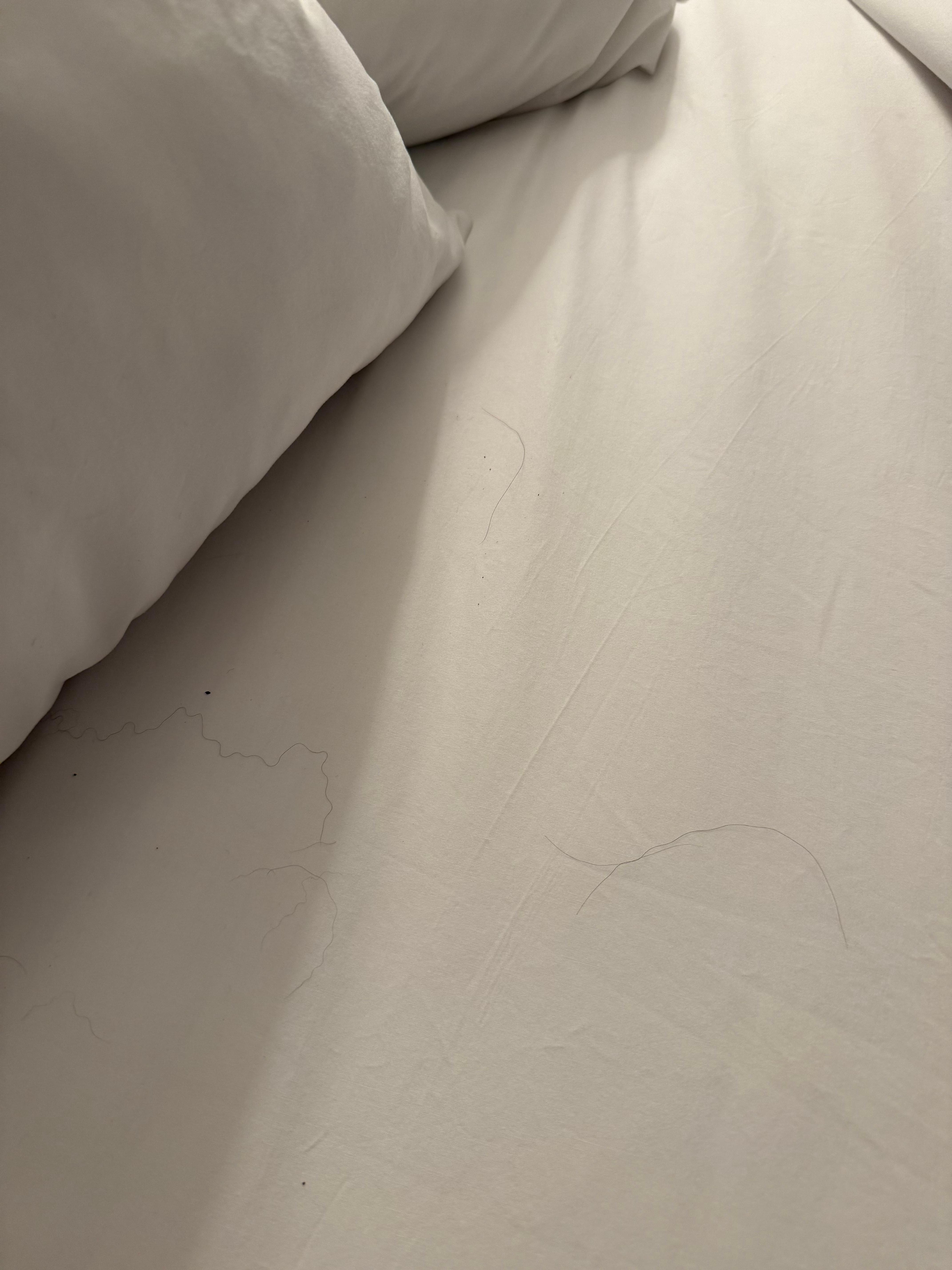 Hairs on the bed. The rooms stink so bad. Cigarettes on the floor 