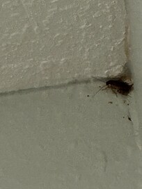 Roaches