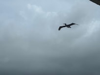 I think this seagull was watching me.