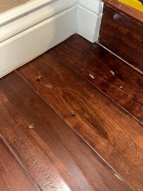 Roaches in living room