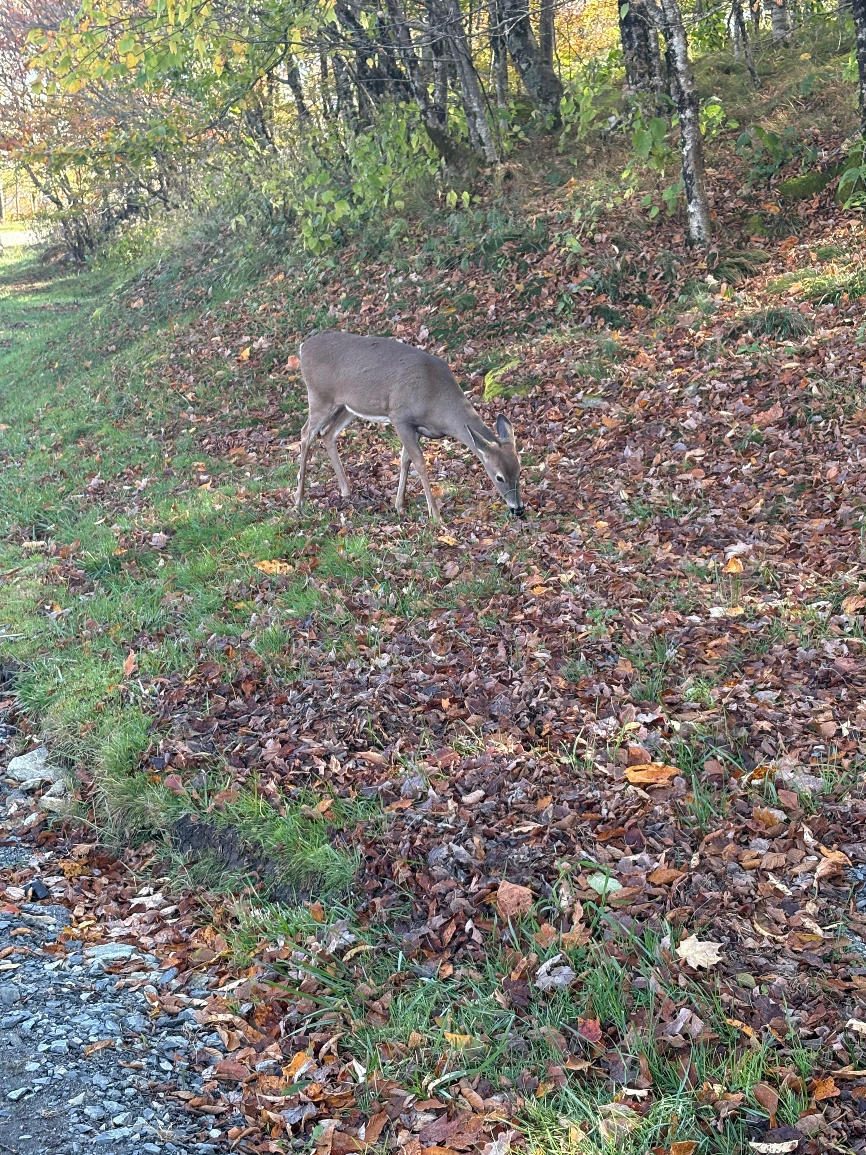 And a sweet Beech Mountain local. 