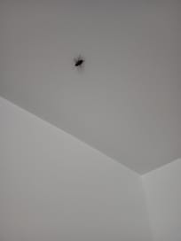 Cockroach in room