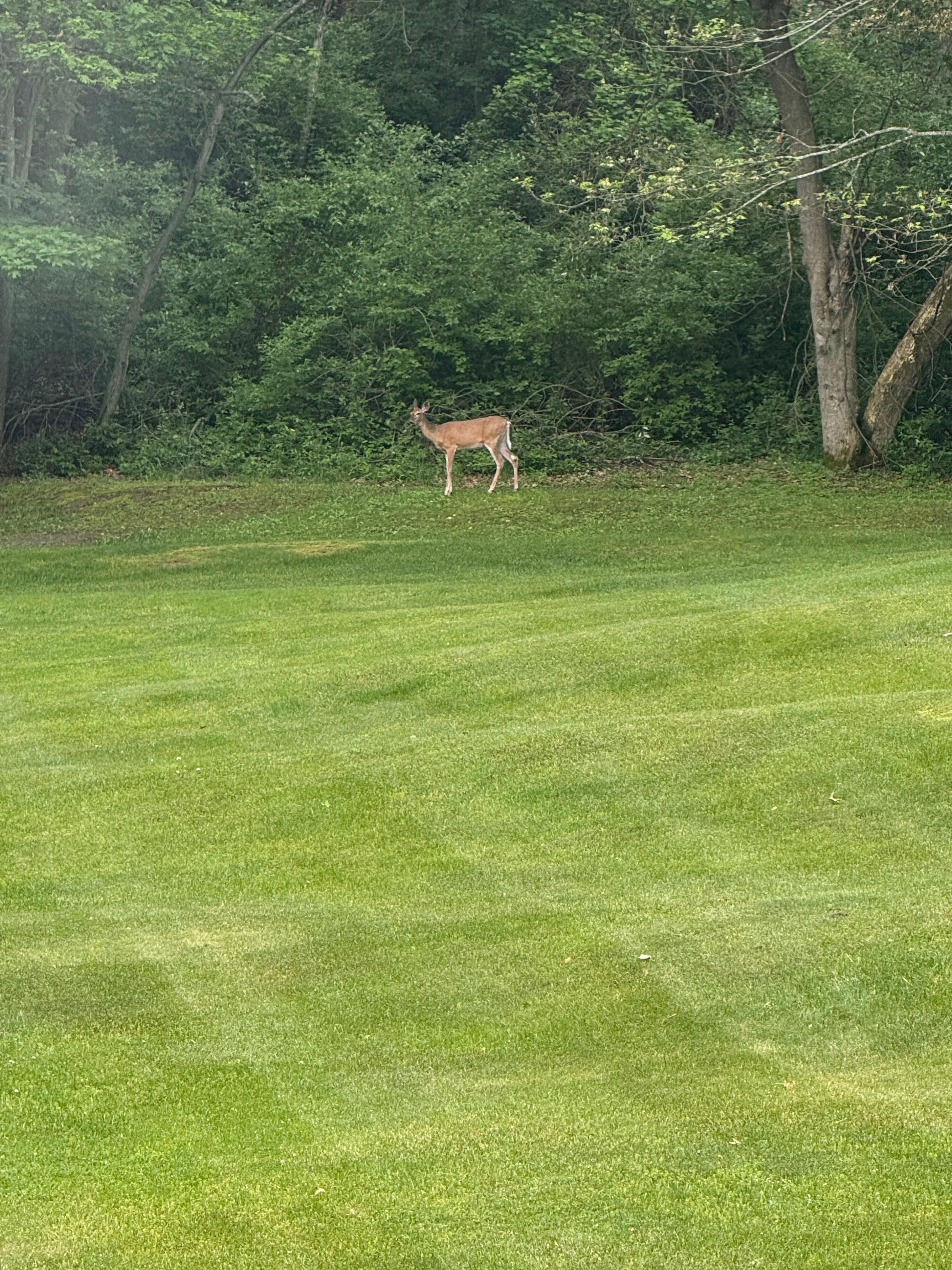 Deer in the backyard