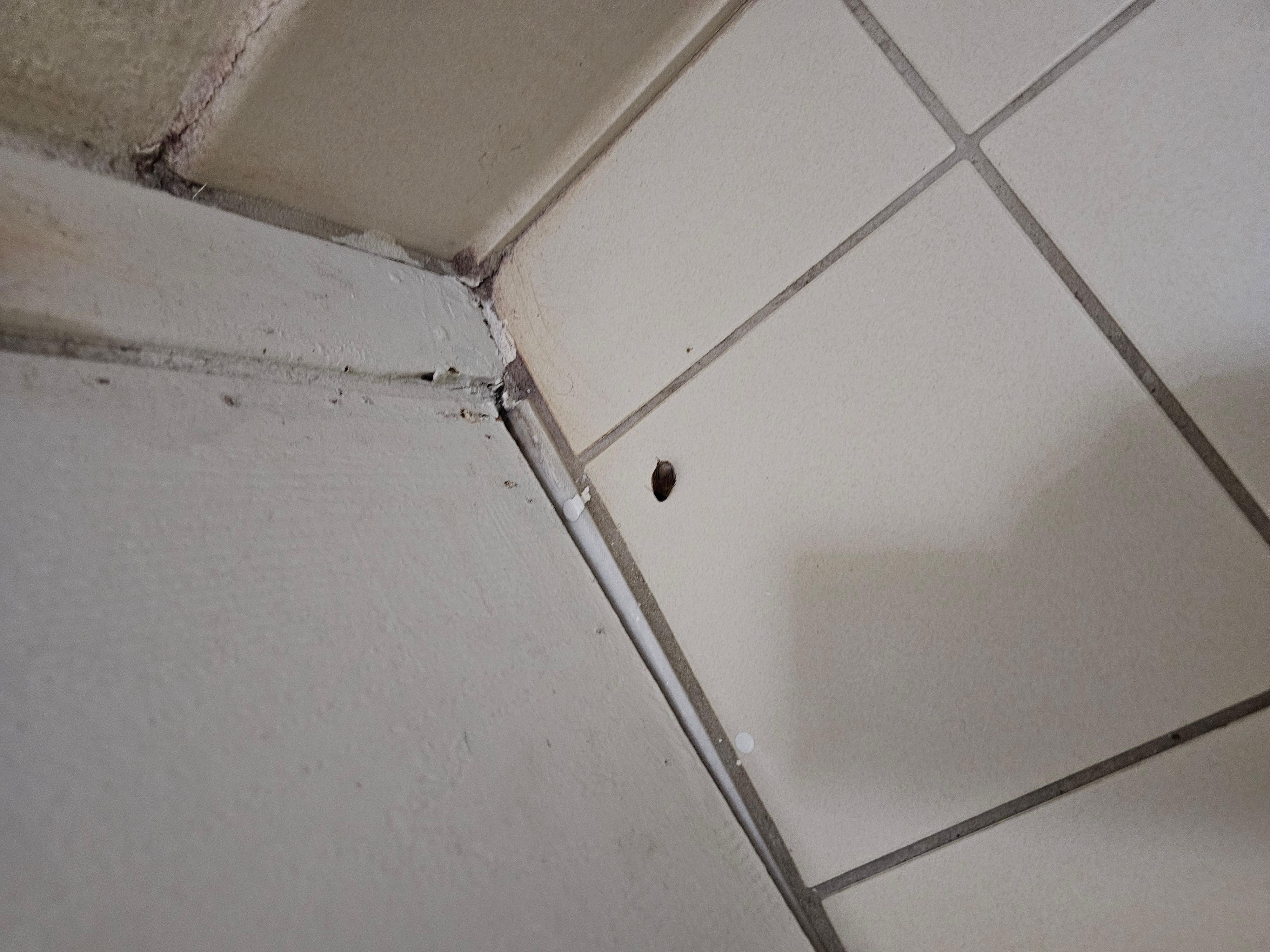 Killed a cockroach