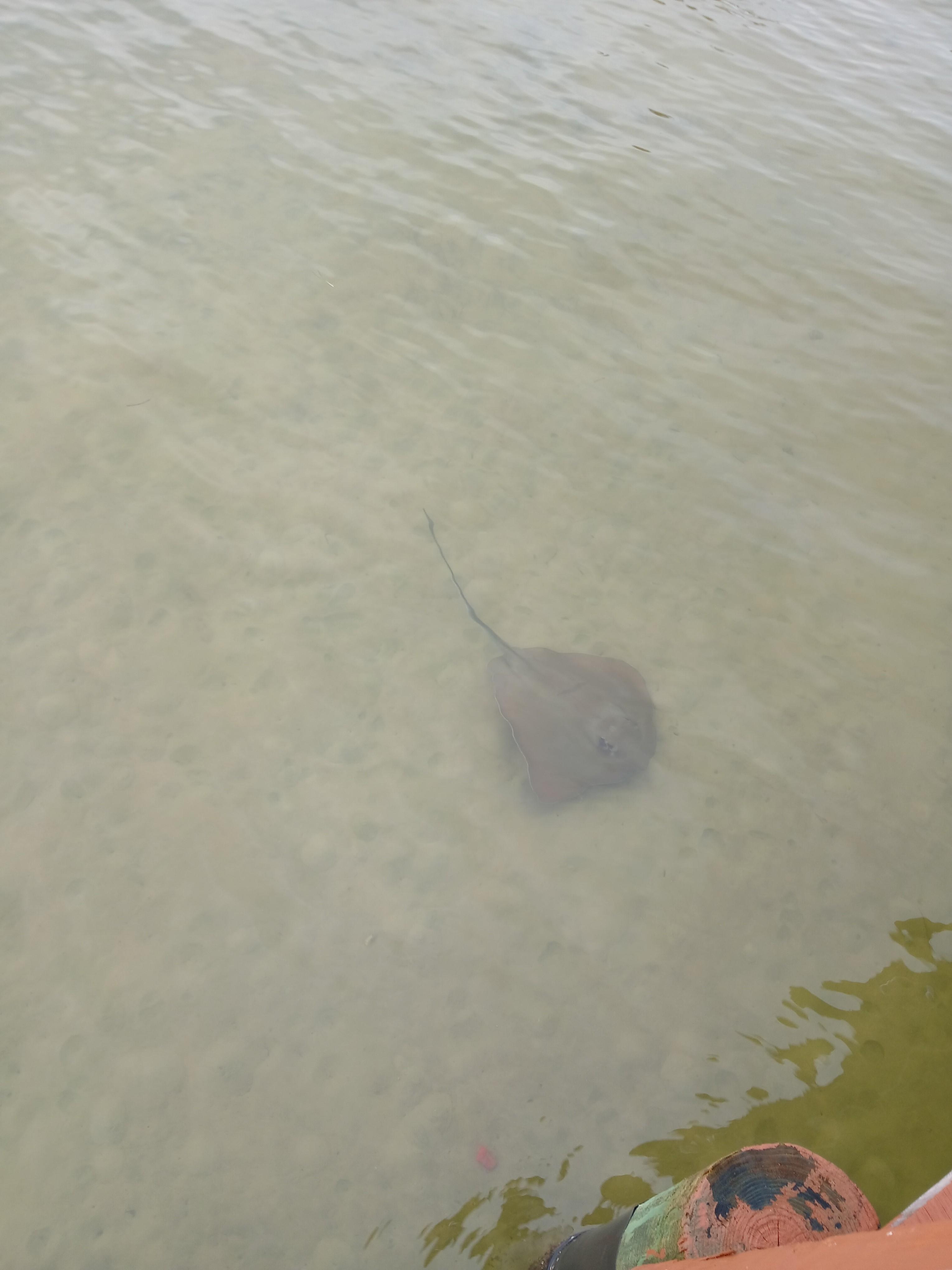 Stingray