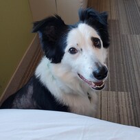 My dog Hoot wondering why we are staying in a strange room