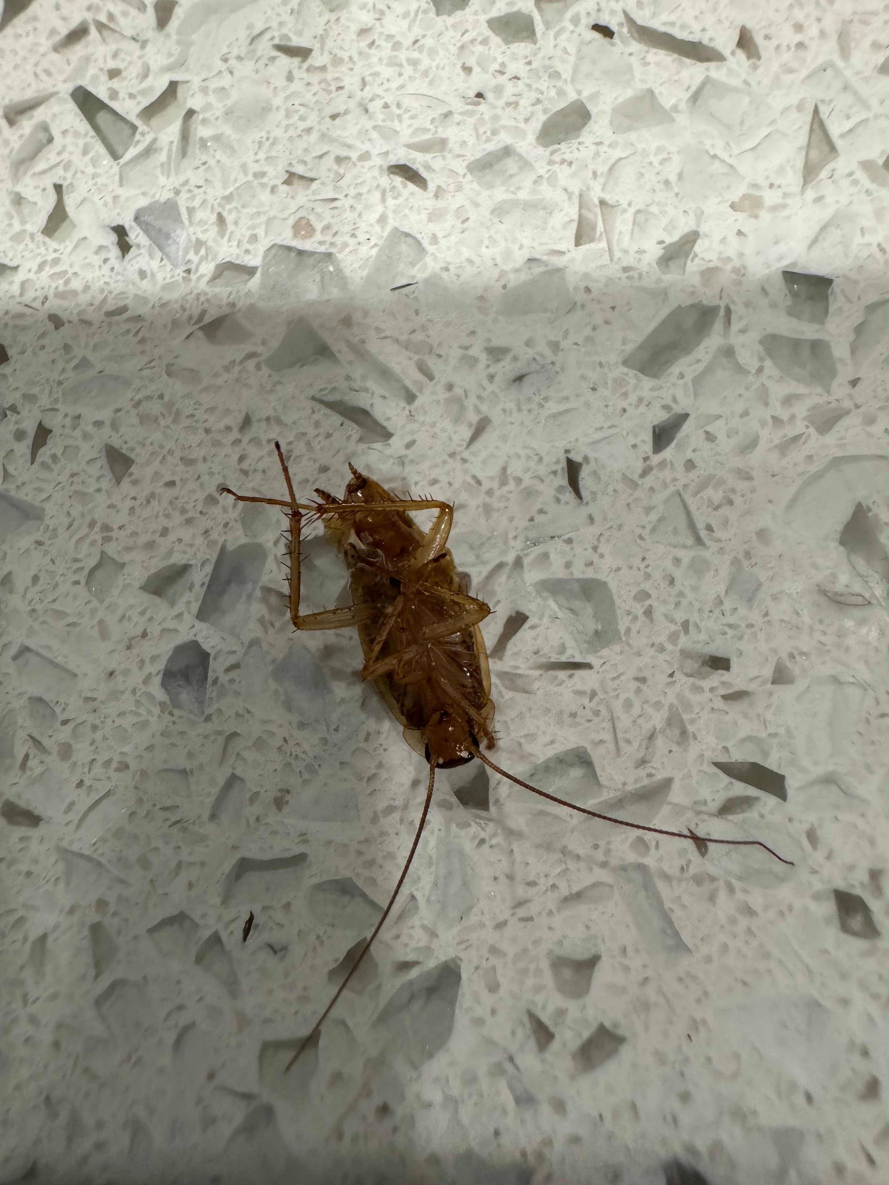 Forgot to mention finding some roaches in the kitchen!