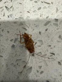 Forgot to mention finding some roaches in the kitchen!