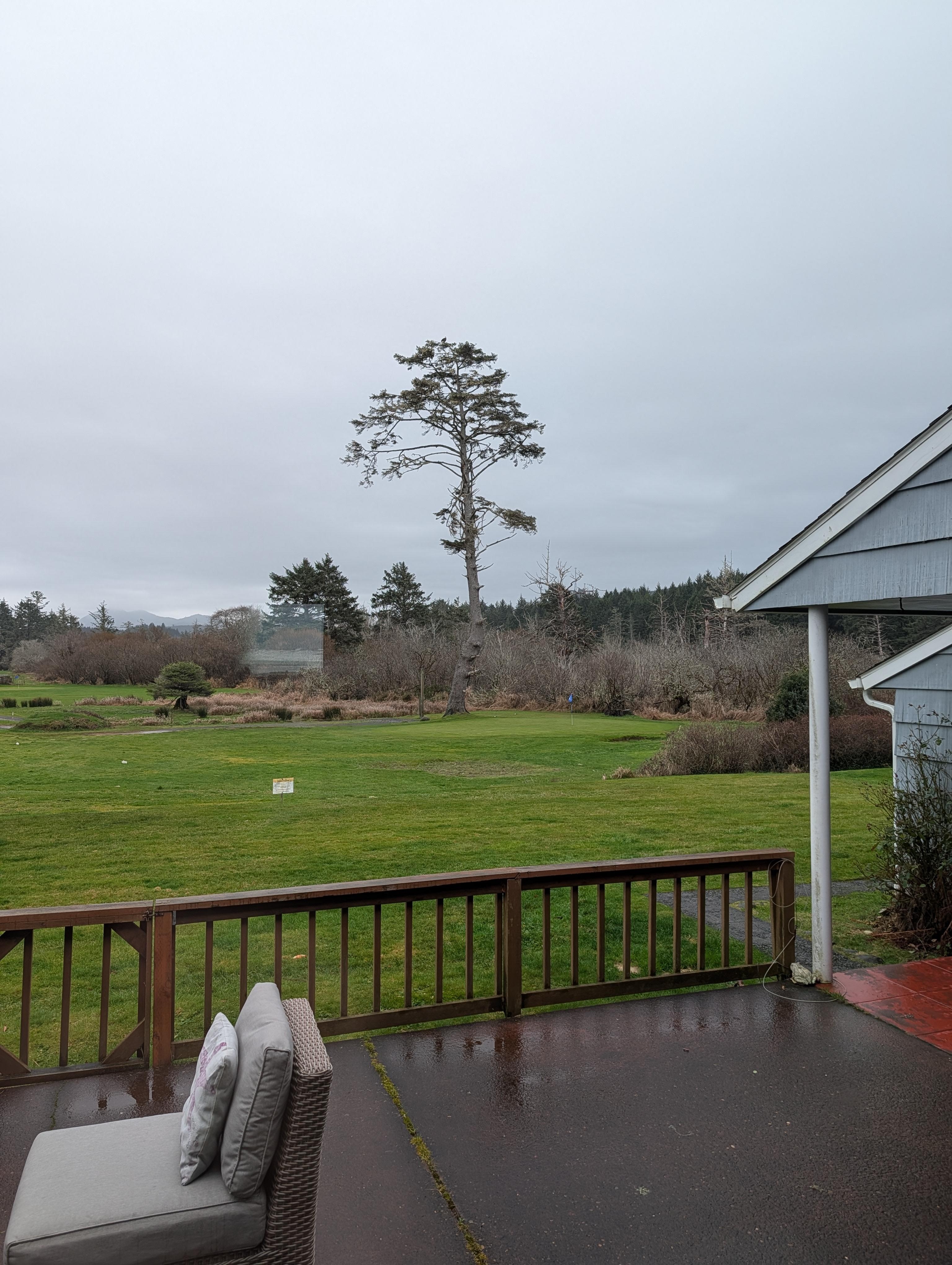 The view out the back of the living room to the golf course. There is a bald eagle sitting at the top of the tree. 