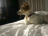 My service dog Libby was welcomed and loved her stay.