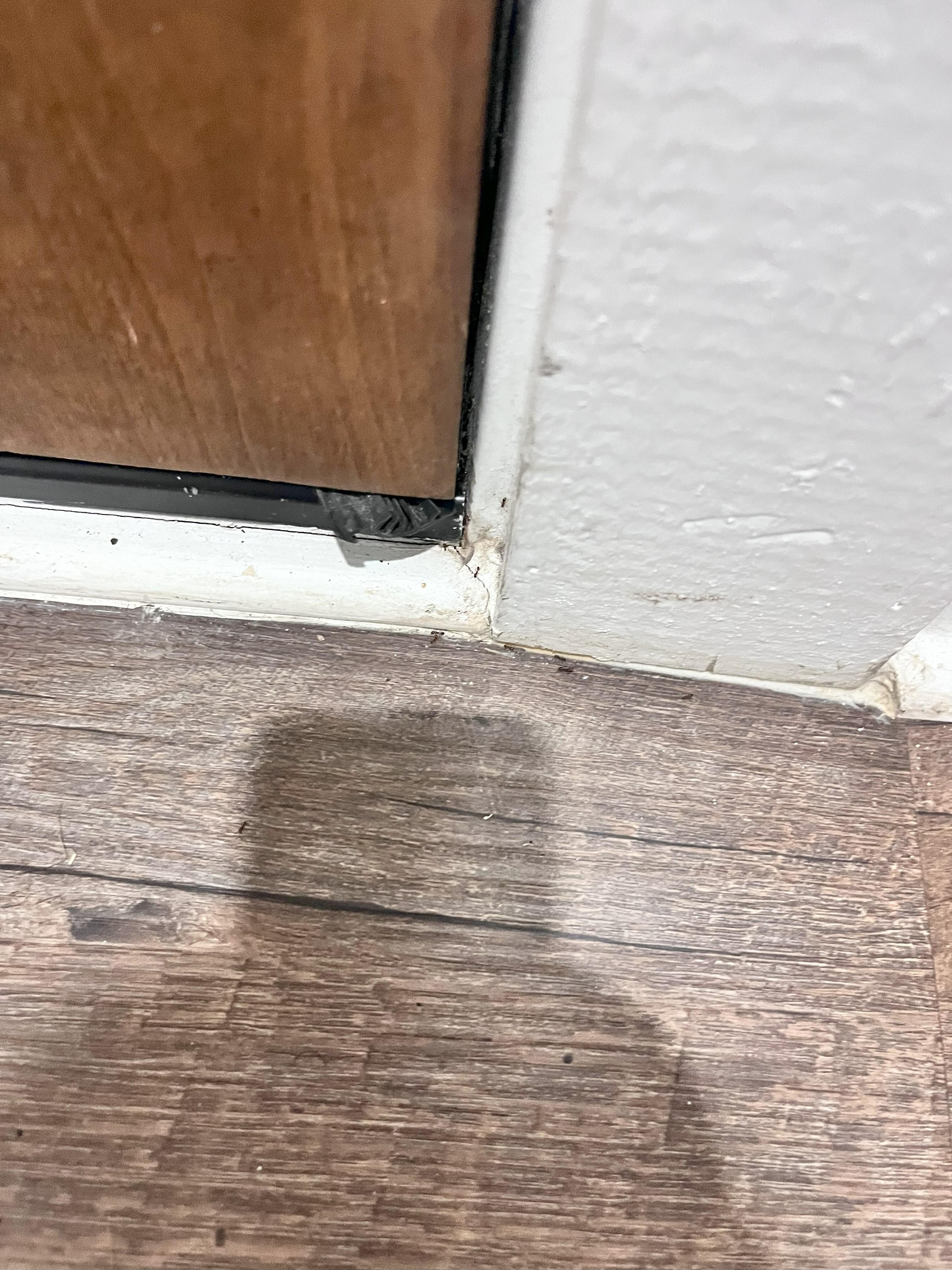 Still more ants
