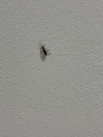 Assassin Bug crawling on bed