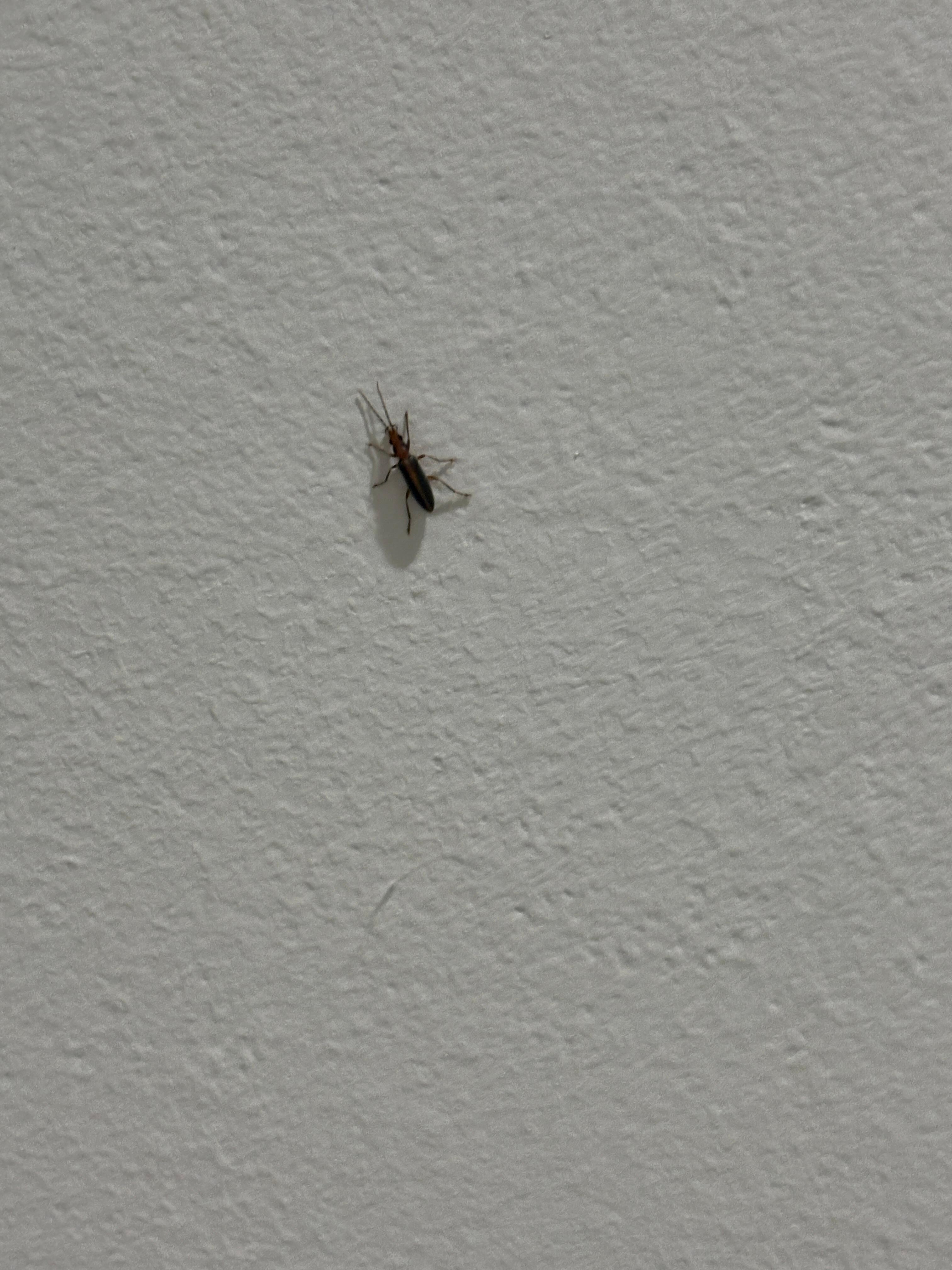 Assassin Bug crawling on bed