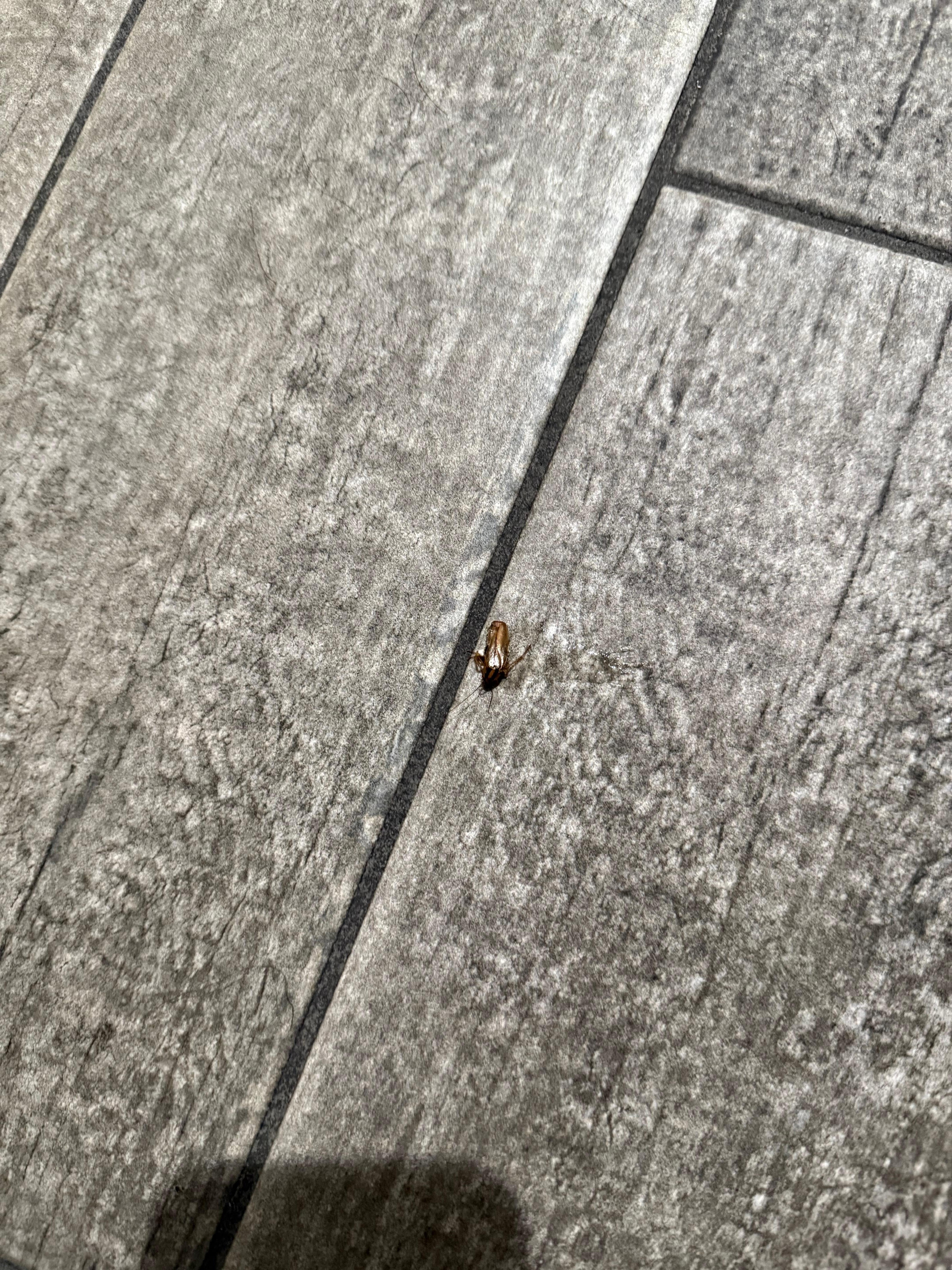 Roach on the bathroom floor 