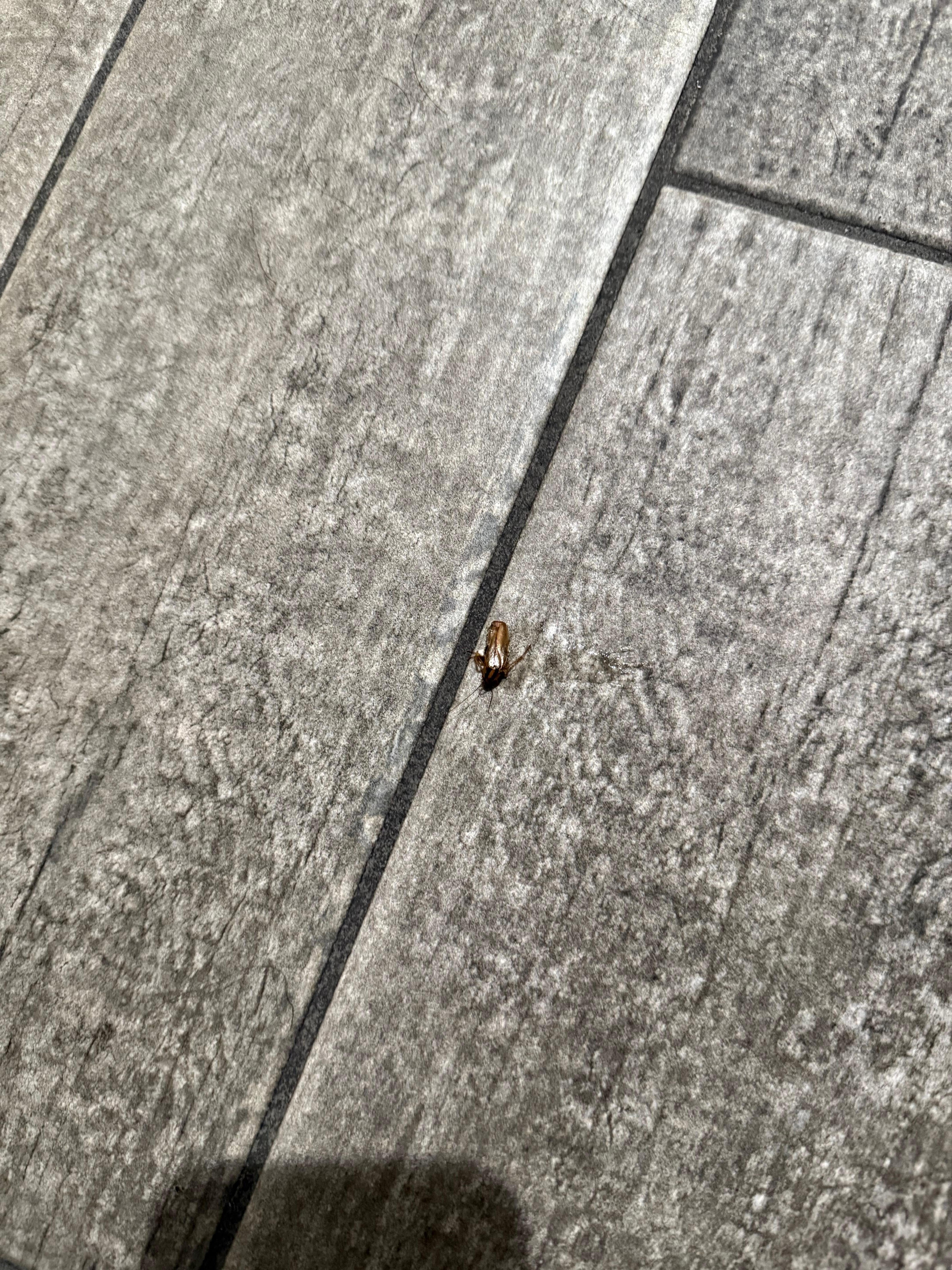 Roach on the bathroom floor 