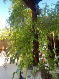 Beautiful flowering shrub.