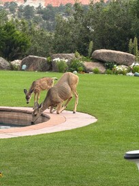 Doe and fawn at Garden of the Gods