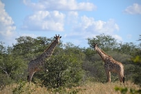 Giraffe @ Onduri