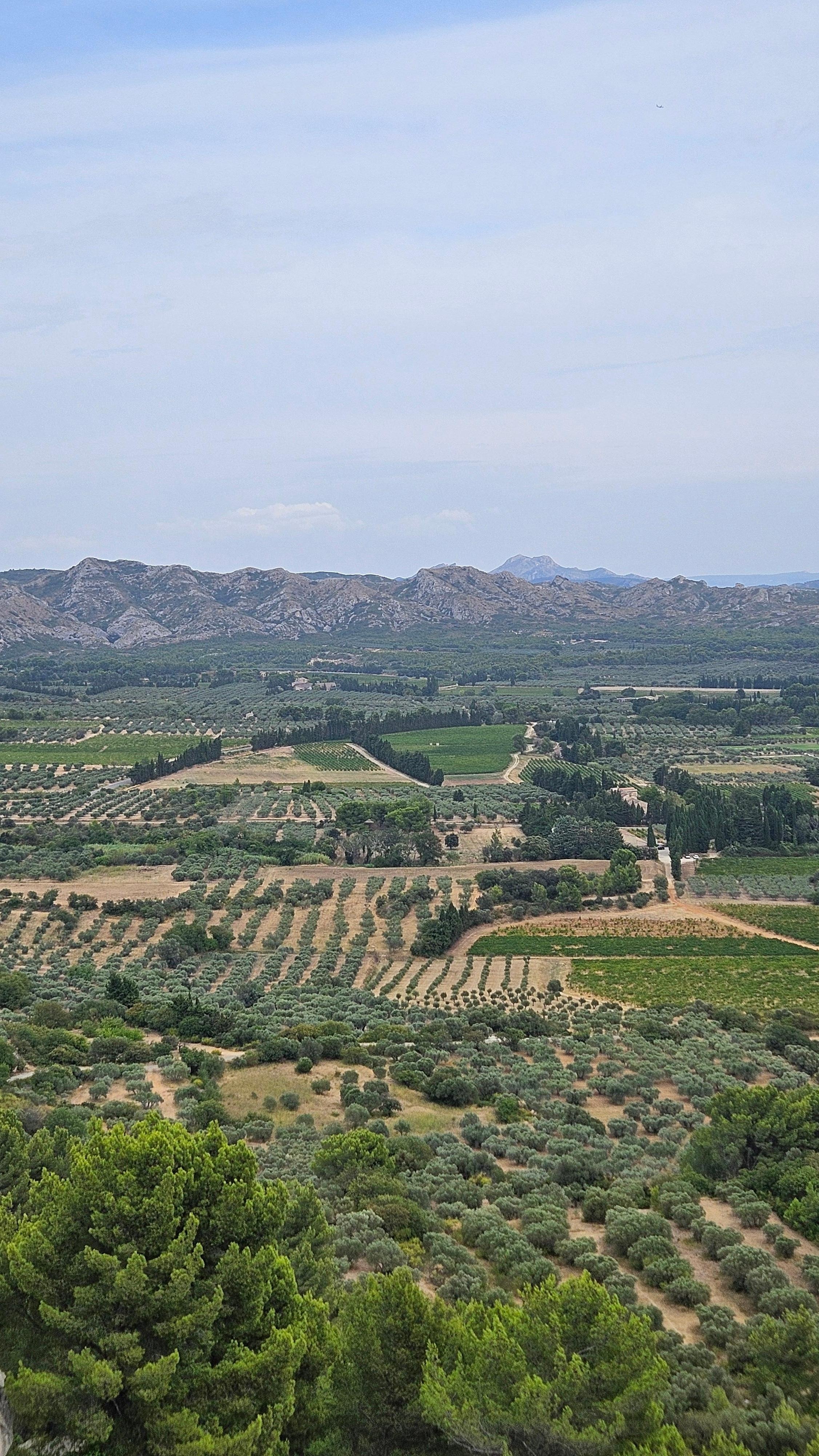 Olive groves for miles