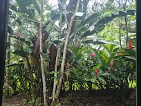 View from kitchen window.