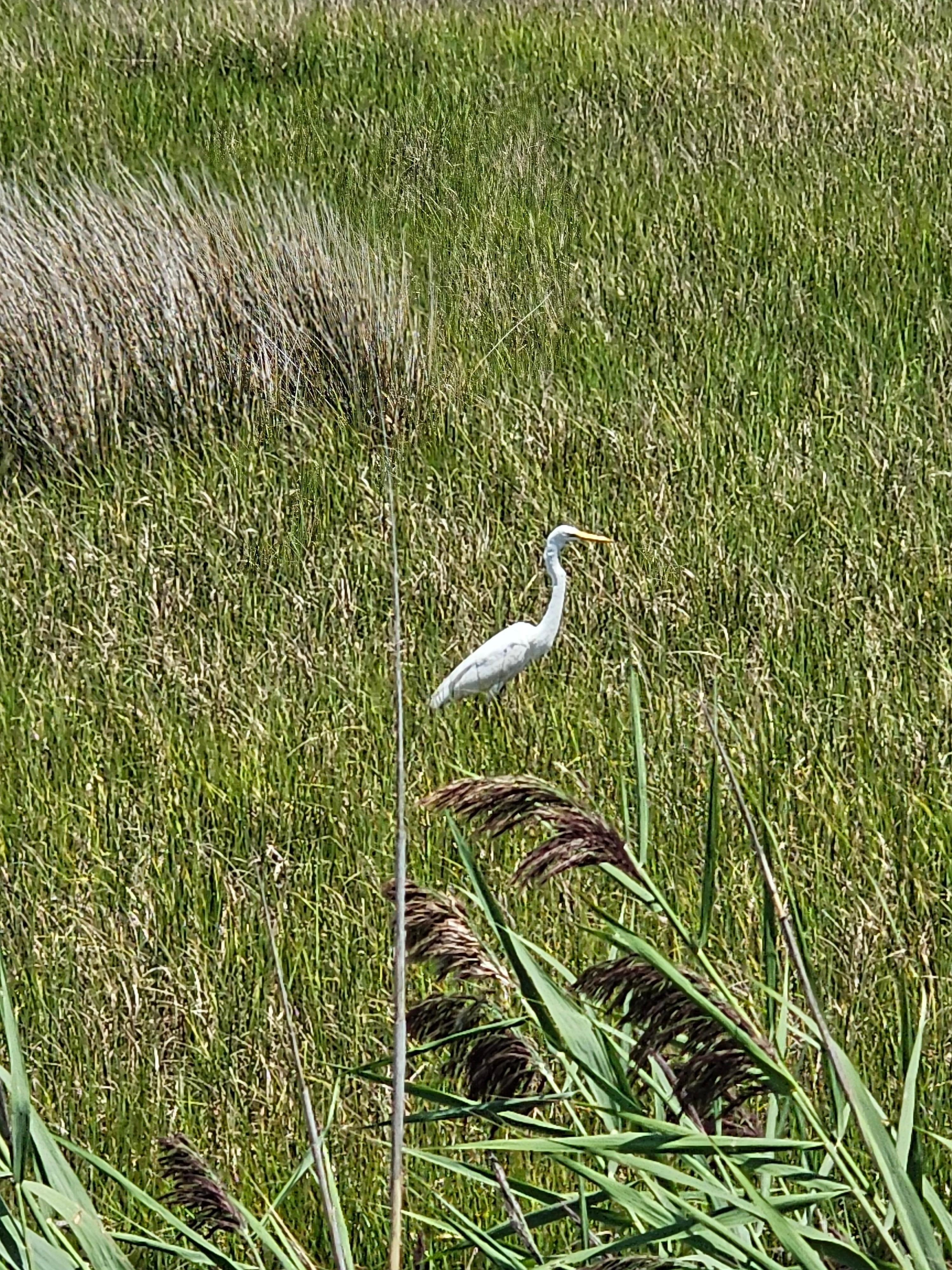 Beside the Montgomery Slough crossing on Middleton 