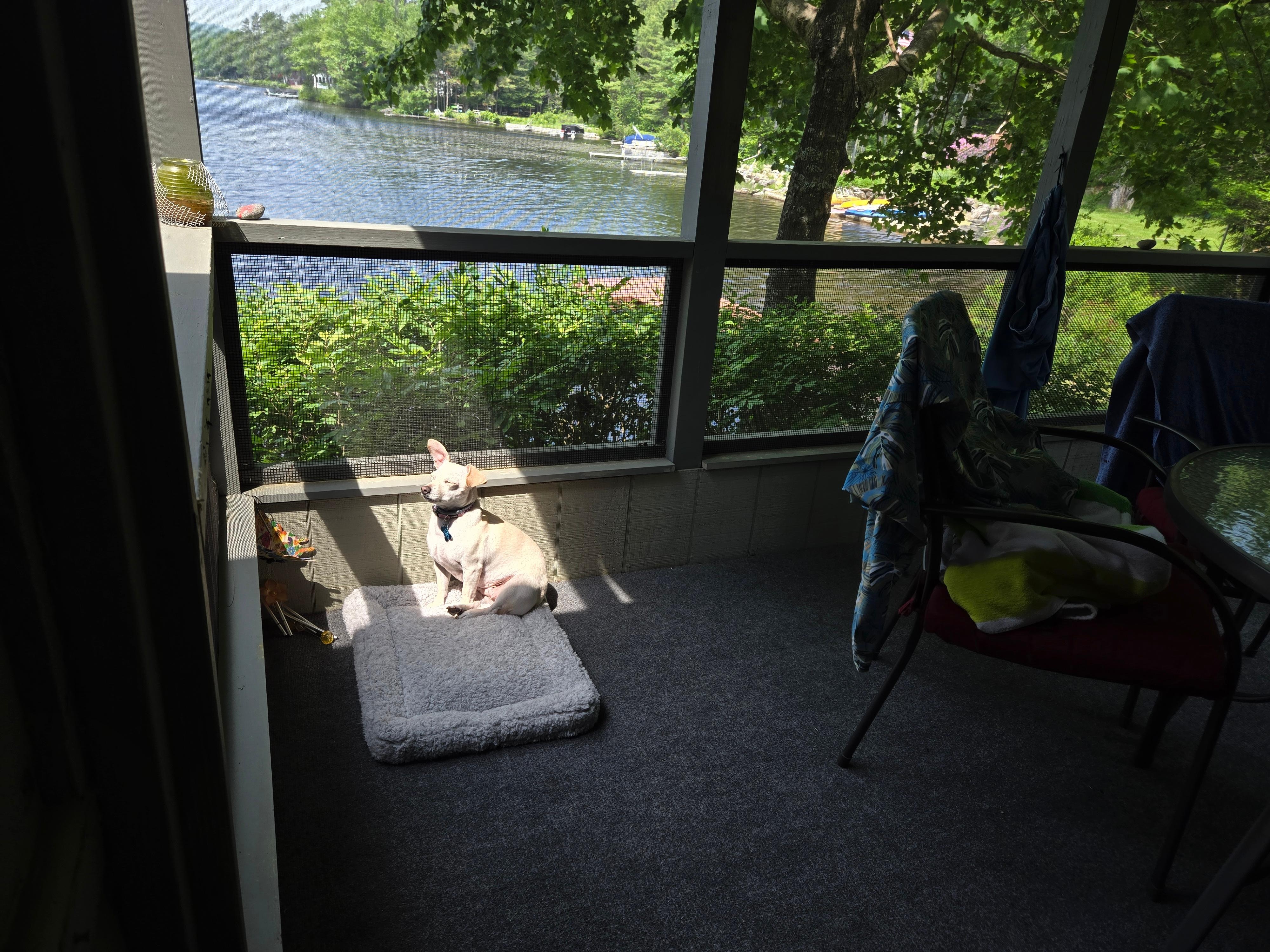 Our dog found a sunbeam on the screened porch.