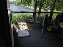 Our dog found a sunbeam on the screened porch.